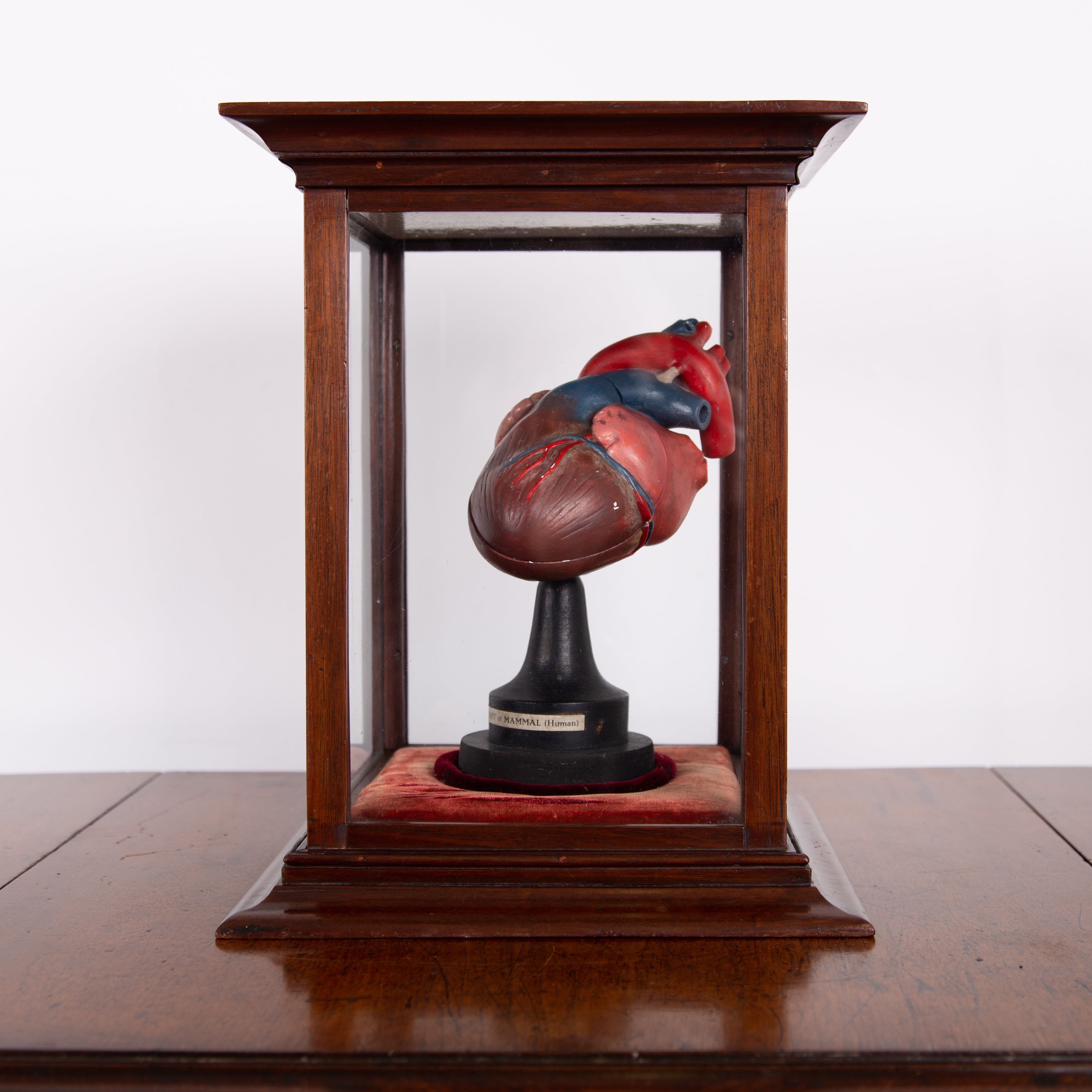 Anatomical Heart In Fine Display Case Cabinet